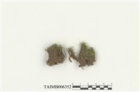 藏品(東亞澤苔)的圖片